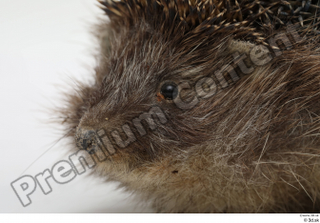 Hedgehog - Erinaceus europaeus  3 eye 0001.jpg